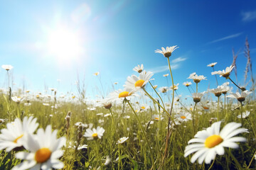 Field of daisies and blue sky with sun in the background