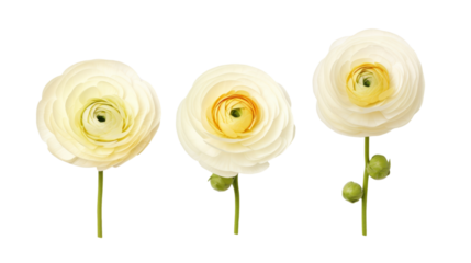 White Ranunculus Flowers Isolated on Transparent Background - Top View, PNG