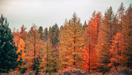 Pine trees on a moody fall landscape with red and orange colors