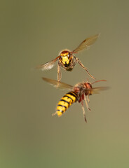 Europäische Hornissen (Vespa crabro) Begegnung