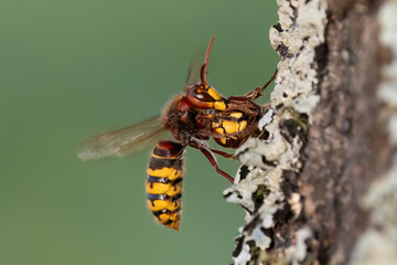 Europäische Hornissen (Vespa crabro) beim 