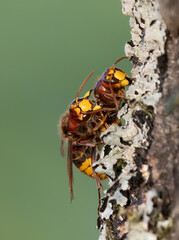 Europäische Hornissen (Vespa crabro) beim 