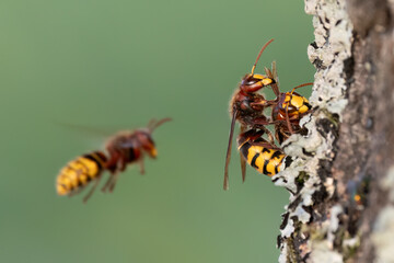 Europäische Hornissen (Vespa crabro) beim 