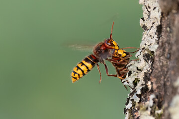 Europäische Hornisse (Vespa crabro)