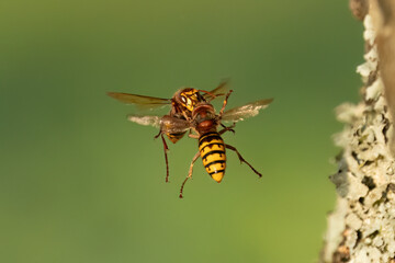 Europäische Hornissen (Vespa crabro) Begegnung