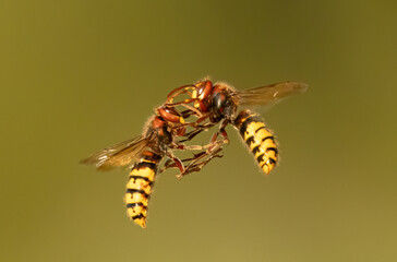 Europäische Hornissen (Vespa crabro) Begegnung