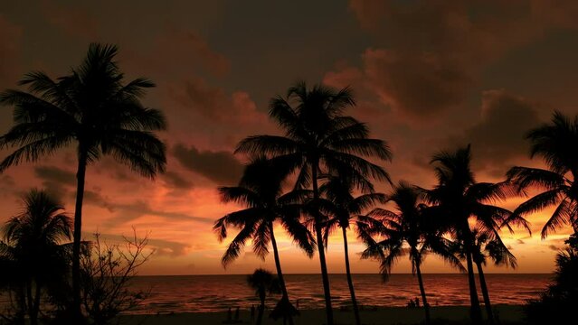 Silhouette of palm trees on beach at gold sunset time . Close up footage