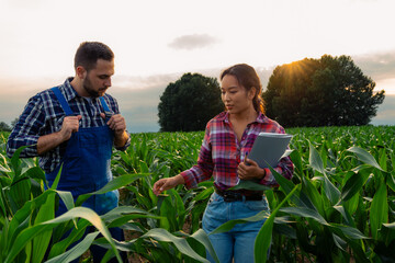 Young multi-racial business partners in a cornfield, satisfied with progress, discuss future ventures and achievements.