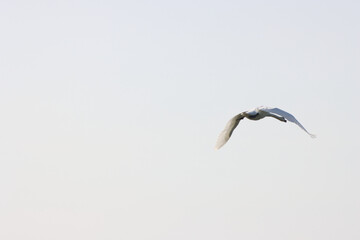 A beautiful animal portrait of a Little Egret in flight
