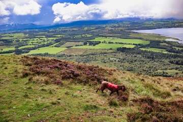 dog hiking conic hill in scotland with views of lock Lomond