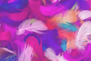 Colorful feather background.