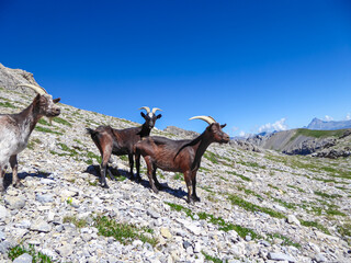 Herd of mountain goats with scenic view of mountain ranges of Chambeyron Massif near rifugio della...