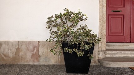 Beautiful flower plant grows in a black pot on the street on the ground near the threshold of a...