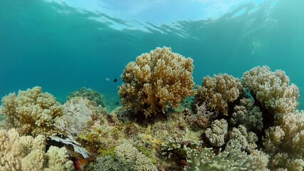 Naklejka na ściany i meble Coral reef underwater with fishes and marine life. Coral reef and tropical fish.