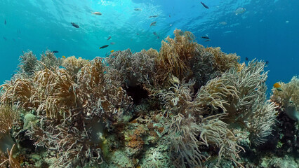 Fototapeta na wymiar Underwater fish reef marine. Tropical colorful underwater seascape with coral reef. Panglao, Bohol, Philippines.