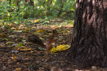 Naklejka na ściany i meble a squirrel near a tree eats nuts. Autumn fallen yellow foliage
