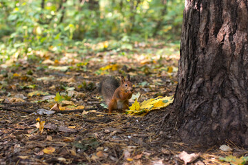 a squirrel near a tree eats nuts. Autumn fallen yellow foliage