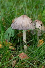 forest grebes are inedible poisonous mushrooms. Grey dung