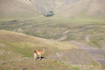 Guanaco from Torres del Paine National Park, Chile
