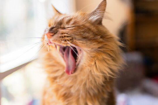 gato naranja bostezando