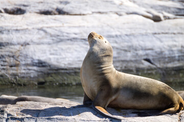 South American sea lion colony on Beagle channel - obrazy, fototapety, plakaty