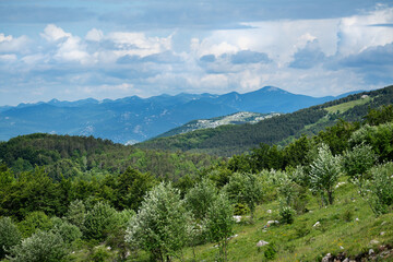 Naklejka na ściany i meble Mountain meadow in early summer in Croatian mountains.