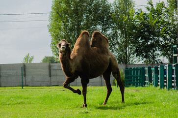 Camel in zoo. Wild animal under protection. Camel with two humps lying on grass. Wild animal in zoo.