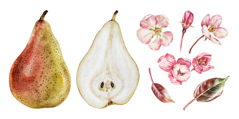 Pear and flowers set. Watercolor botanical illustration of fruit. Hand drawn clip art isolated on white background. Drawing of sweet healthy food. Floral sketch for packaging design