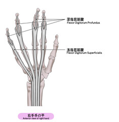 右手の平の筋肉のシンプルなイラスト