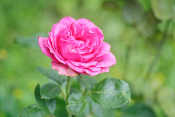 Red rose in a garden on the blur background of a green lawn
