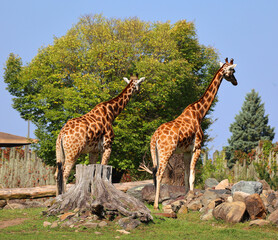 The giraffe (Giraffa camelopardalis) is an African even-toed ungulate mammal, the tallest of all extant land-living animal species, and the largest ruminant. © Daniel Meunier