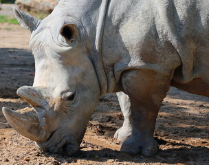 The white rhinoceros or square-lipped rhinoceros is the largest extant species of rhinoceros.  It...