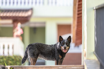 Australian cattle dog alone at home, outside, at the yard