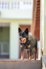 Australian cattle dog alone at home, outside, in the yard