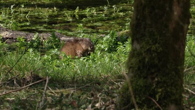 muskrat is eating in the water