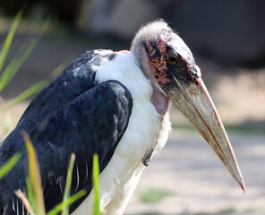 The Marabou Stork, Leptoptilos crumeniferus, is a large wading bird in the stork family Ciconiidae....