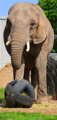 African elephants are elephants of the genus Loxodonta. The genus consists of two extant species:...