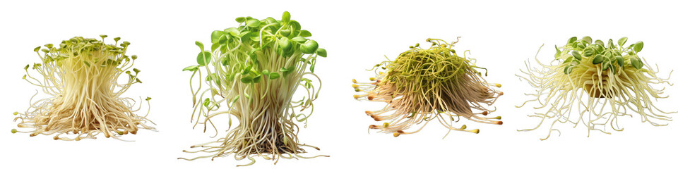 Bean sprouts  Vegetable Hyperrealistic Highly Detailed Isolated On Plain White Background