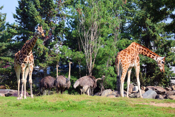 The giraffe (Giraffa camelopardalis) is an African even-toed ungulate mammal, the tallest of all extant land-living animal species, and the largest ruminant. © Daniel Meunier