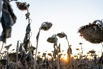Dry sunflowers before harvest at dawn.