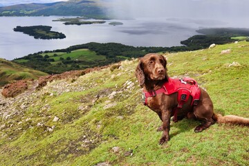 dog hiking conic hill in scotland with views of lock Lomond