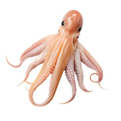 Squid on transparent background PNG