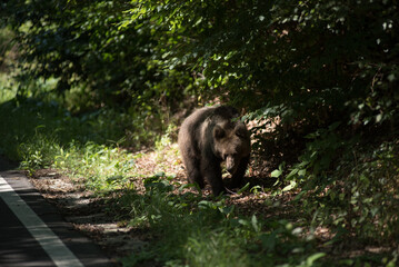 Wild brown bear on a forest countryroad