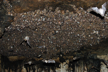 Group of sleeping bats colony in a cave