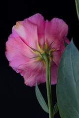 Eustoma flower growing on a black background