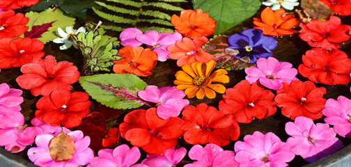 Varieties of flower flotting in water