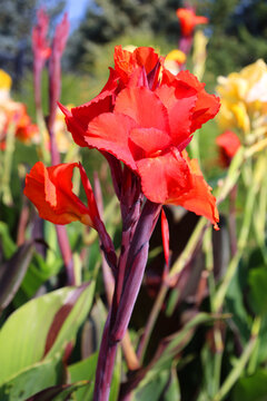 Canna or canna lily is the only genus of flowering plants in the family Cannaceae, consisting of 10 species. All of the genus's species are native to the American tropics