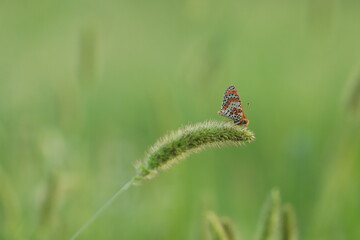 una farfalla melitaea didyma su una spiga