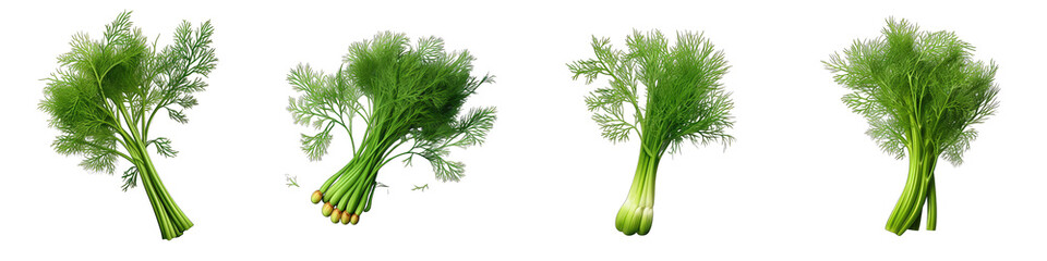Dill  Vegetable Hyperrealistic Highly Detailed Isolated On Plain White Background