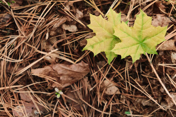 Young maple leaves in morning light